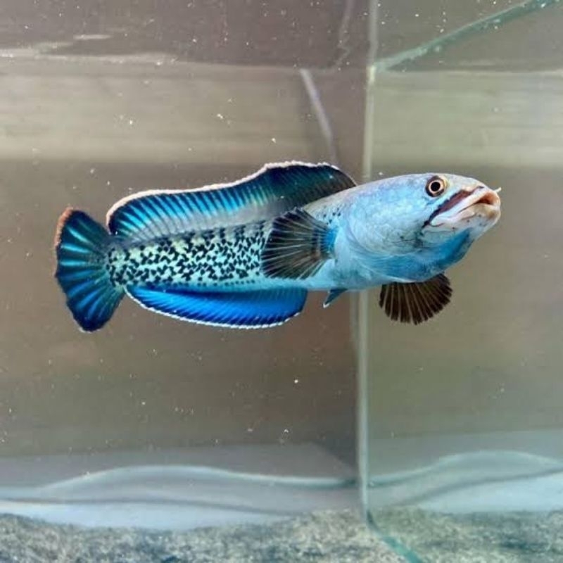 BABY CHANNA STEWARTI KARBIALONG UKURAN 3-5CM
