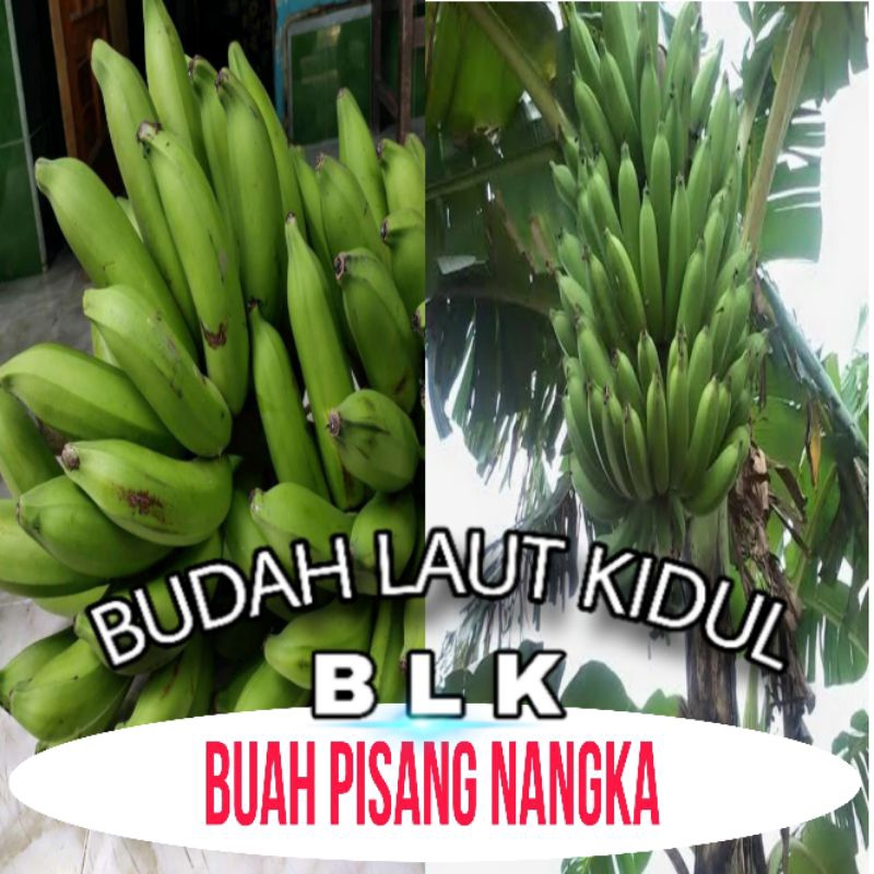 

Buah pisang jumbo | buah pisang nangka super | 1kg super