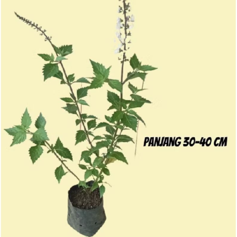 Pohon herbal kumis kucing / tanaman herbal kumis kucing