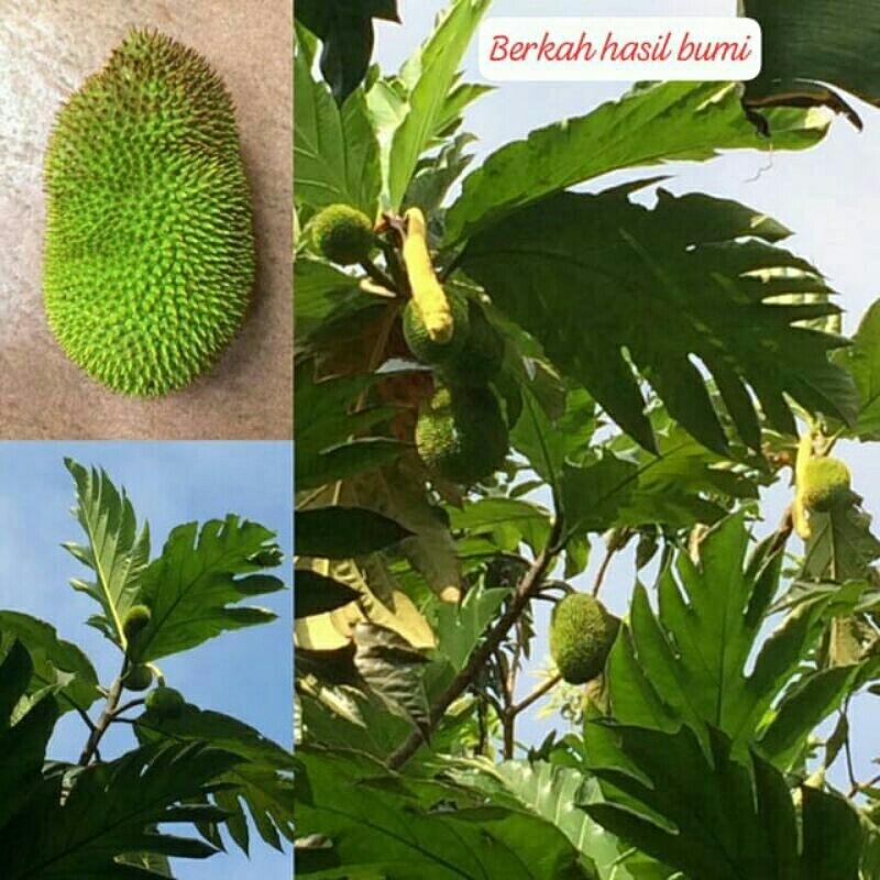 

OBRAL MURAH!!!1pcs/1BUAH KLUWIH BUAT SAYUR