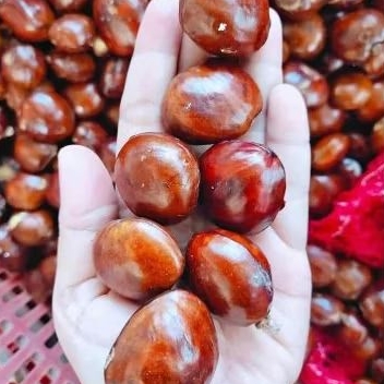 

jengkol jreng kecil 1kg