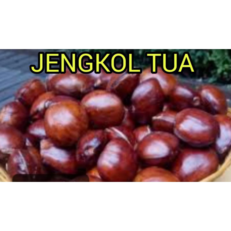 

JENGKOL TUA DAN BESAR RP 49.500 / KG