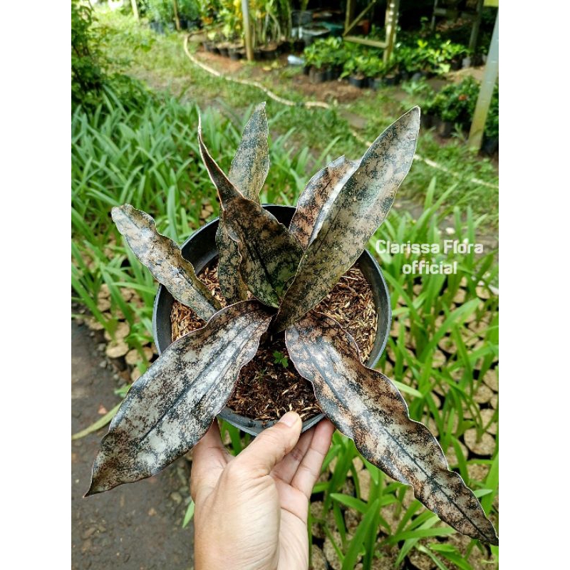 ( BISA COD ) PROMO Tanaman hias sansivera tokek warna biji karet