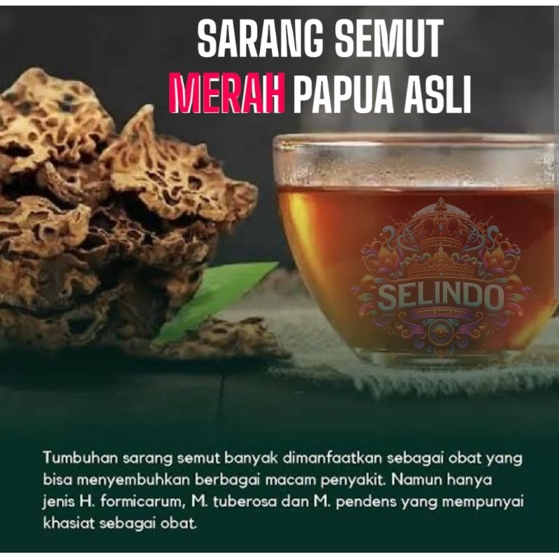 

DIJAMIN ASLI 100% -kemasan100Gr-SARANG SEMUT MERAH PAPUA TERMURAH SEPAPUA
