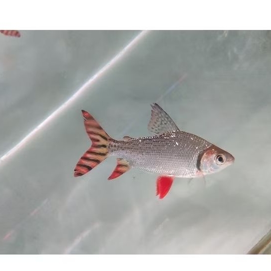 red feifeng kualitas super terlaris