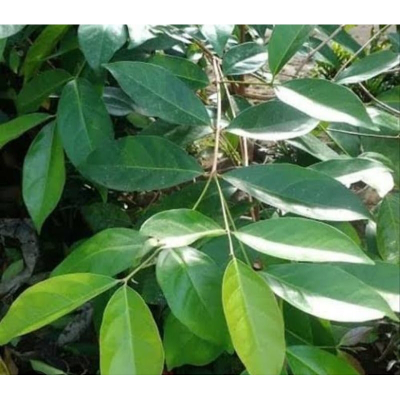 

daun salam segar 50
