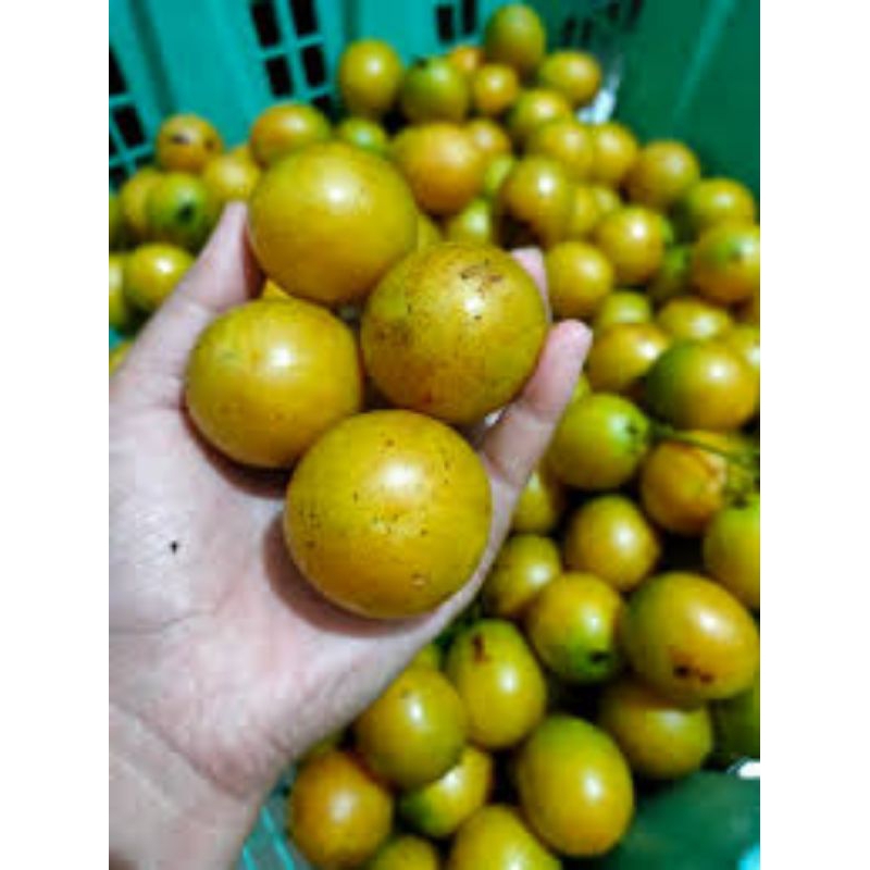 bibit buah ramania khas kalimantan