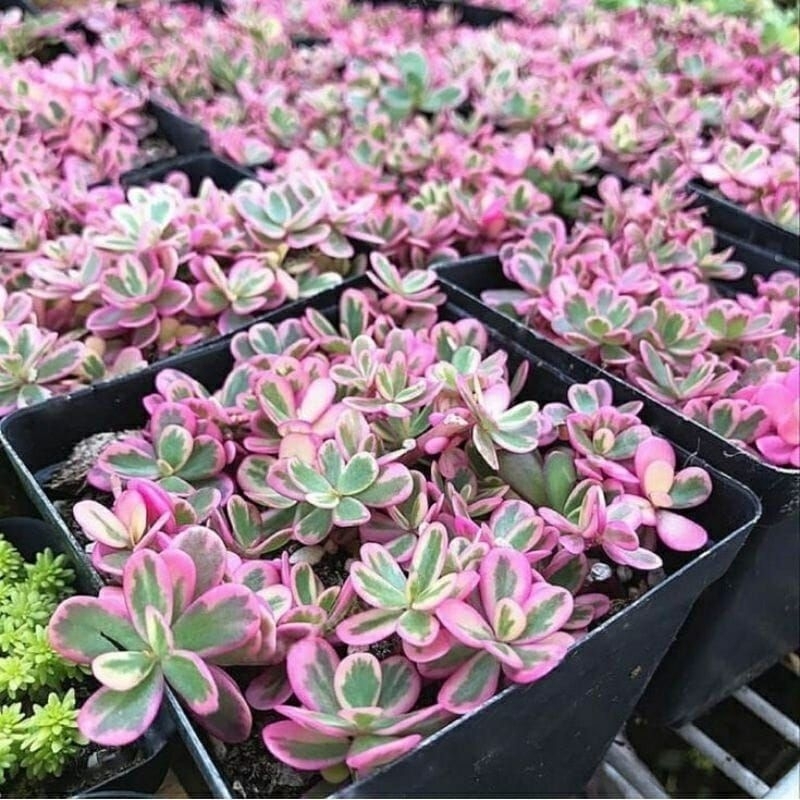 Tanaman Gantung Moss Rose Soda/ Krokot Varigata Pink / Krokot Soda / Portulaca Pink Import