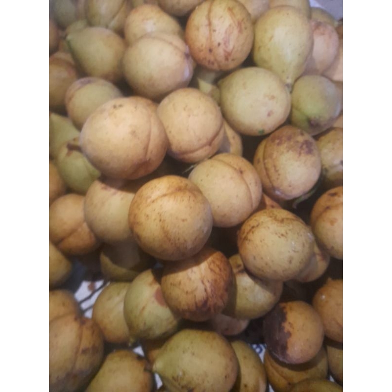 

buah pala utuh 2 kg (pala muda). pemetikan buah setelah order masuk