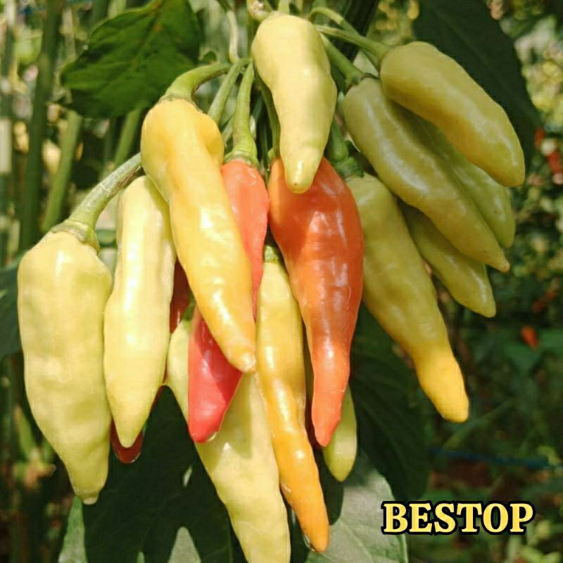 Teh_Teh Maniez Bibit Cabe Rawit Unggul Bestop Original 10 Gram 2000 Biji Benih Cabe Rawit Unggul