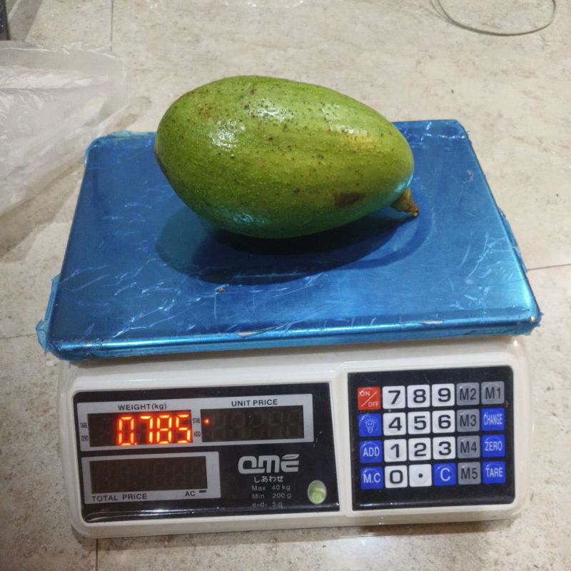 

alpukat mentega jumboo