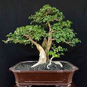 TANAMAN HIAS bonsai serut