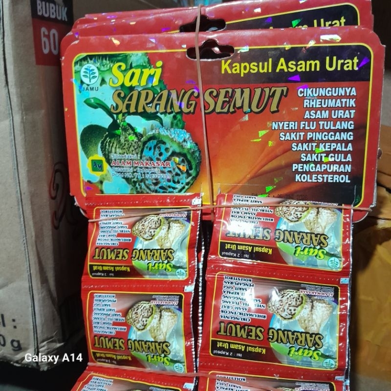 Semut sarang Papua