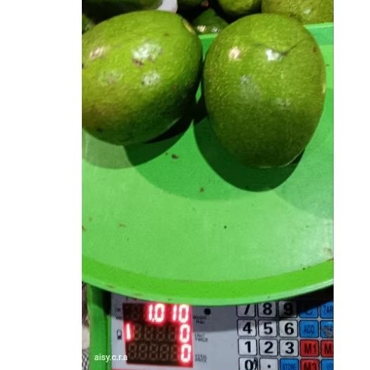 

ALPUKAT MENTEGA JUMBO ISI 2 /3 PERKILO