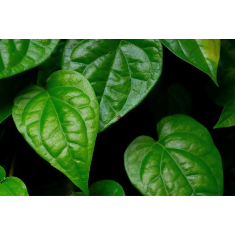 

Daun sirih segar 30 lembar