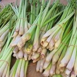 

JUAL BATANG SEREH/SERAI (ISI 7-8 BATANG)