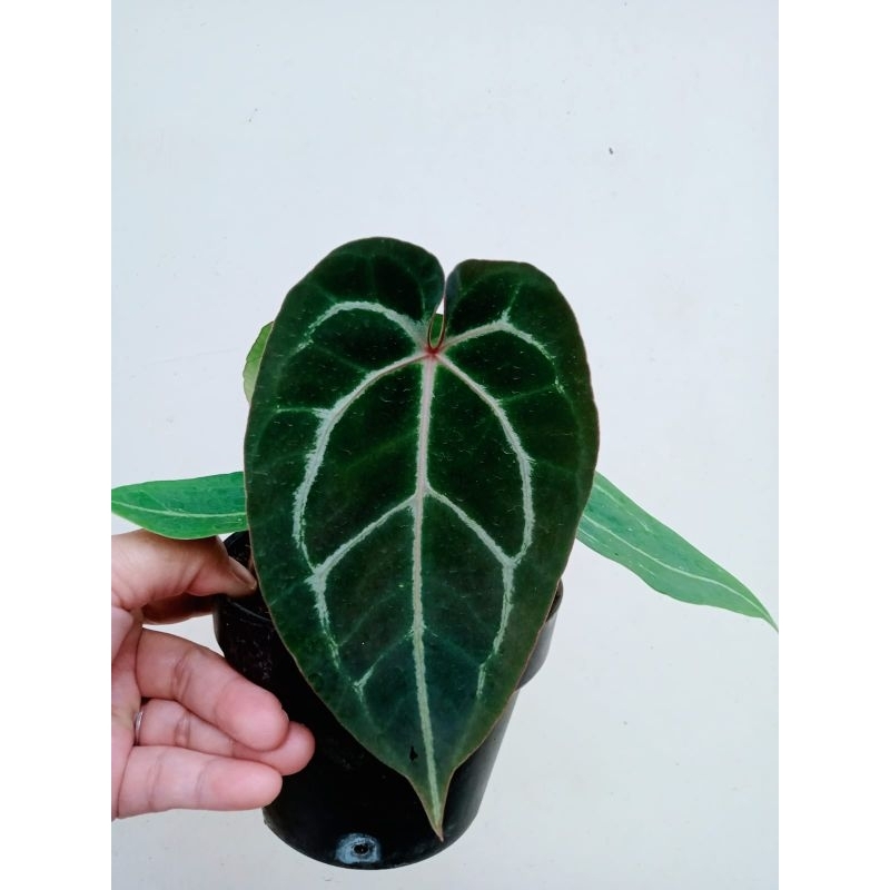 Tanaman Hias Kuping Gajah Anthurium Hybrid Red crystal x hopmanii