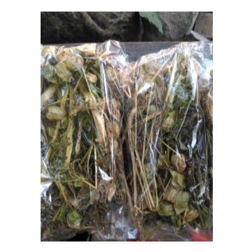 

Ciplukan kering murah | pohon ciplukan cecendet | obat herbal diabetes