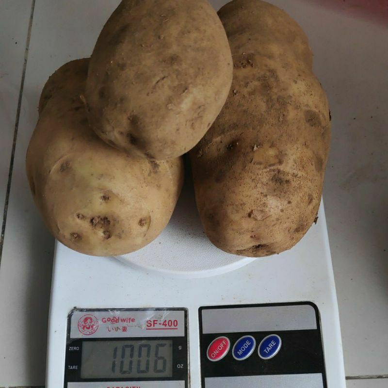 

Kentang Jurang Kuali