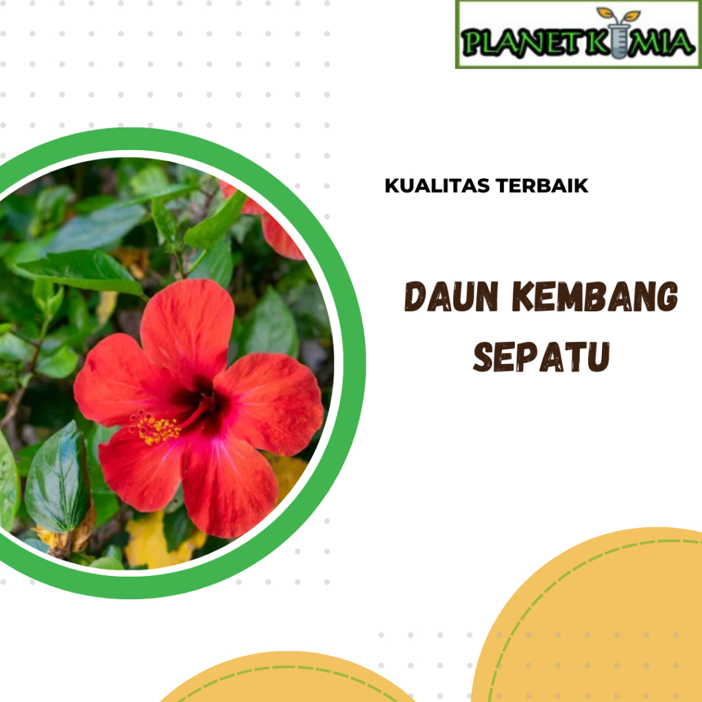 

ekstrak daun kembang sepatu best product