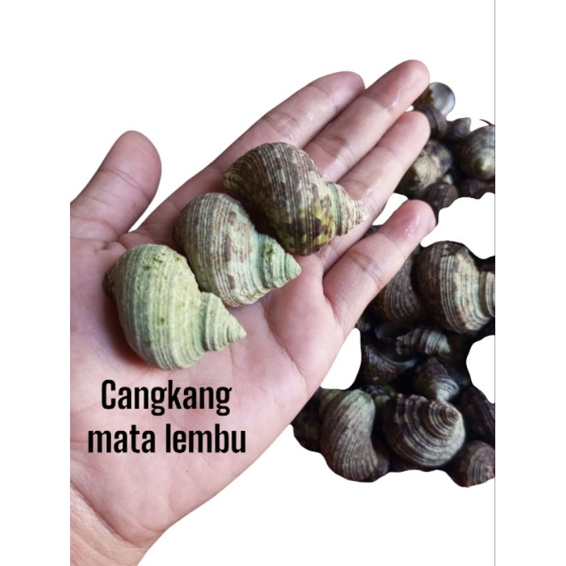 

Cangkang keong /KERANG TALEMBU 100G