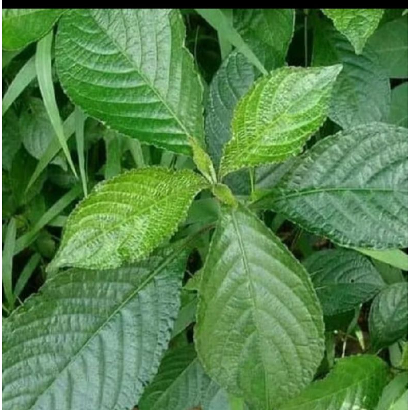 

daun keji beling herbal 1000 gram