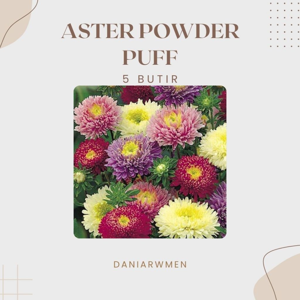 Biji Benih Tanaman Hias Aster Powder Puff Terindah