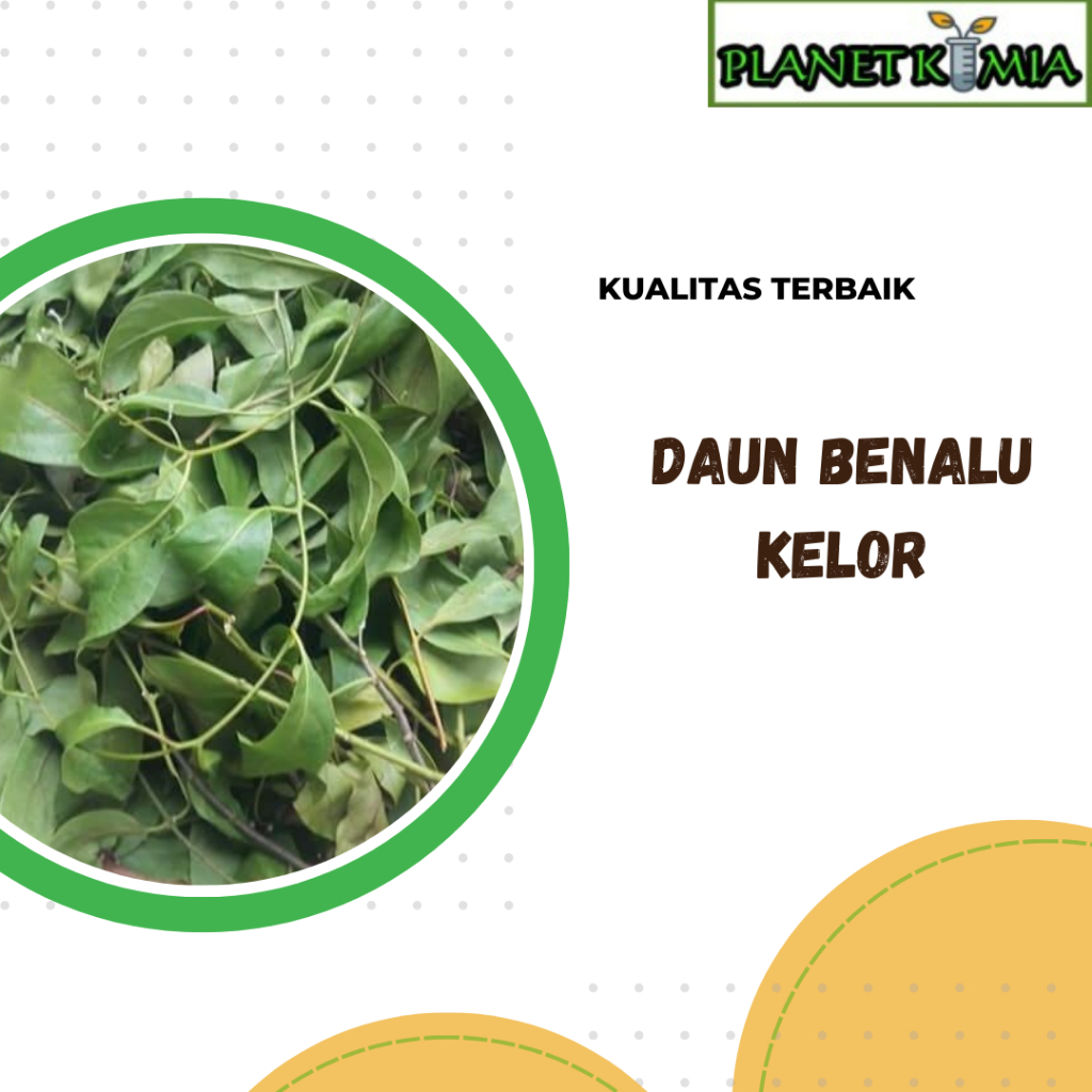 

dried,serbuk daun benalu kelor best product