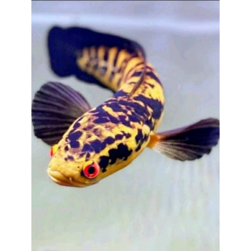 Hiasan aquarium beby ikan chana red barito Grade A+ simet uk 3-5cm