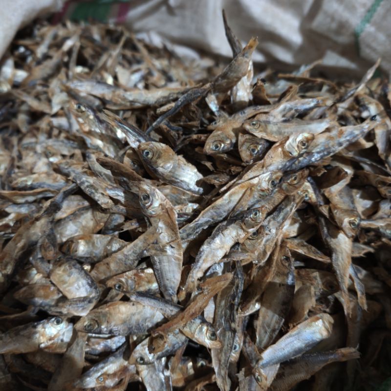 

IKAN TEMBANG/KROPOS/KRASAK TAWAR