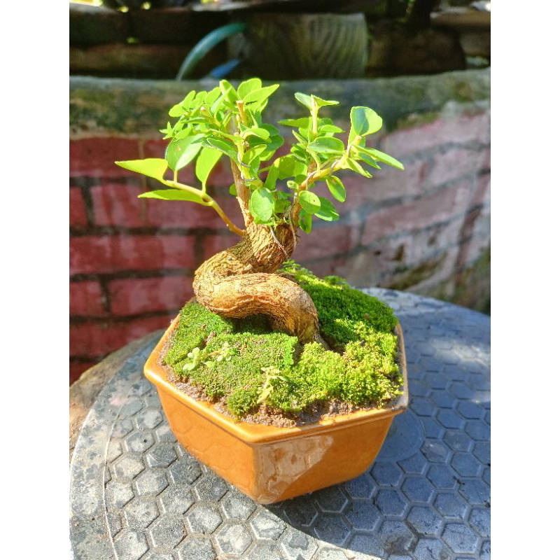 bonsai Sancang shito sudah pakai pot keramik bonsai Sancang jadi