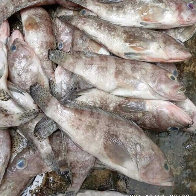 

Ikan Kerapu Segar 1Kg Ikan Kerapu Kodok Grouper Fish