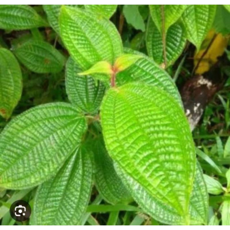 

pohon harendong bulu obat herbal sudah tumbuh berakar