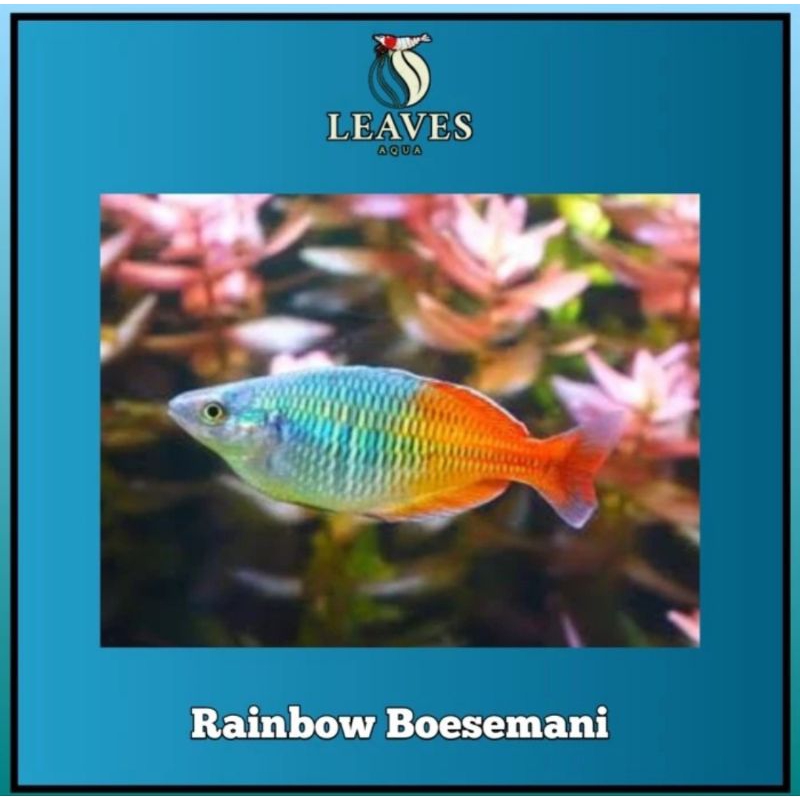ikan rainbow boesemani jantan
