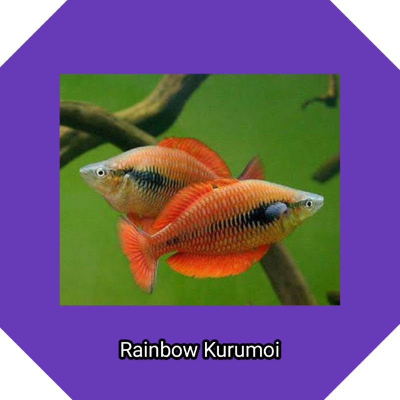 Rainbow kurumoi jantan ikan hias aquascape