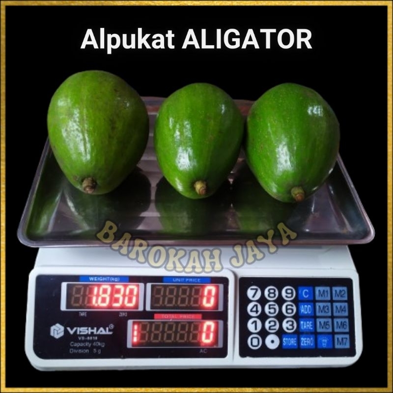 

Buah Alpukat Aligator Asli Bergaransi 1.300 gram 2 buah