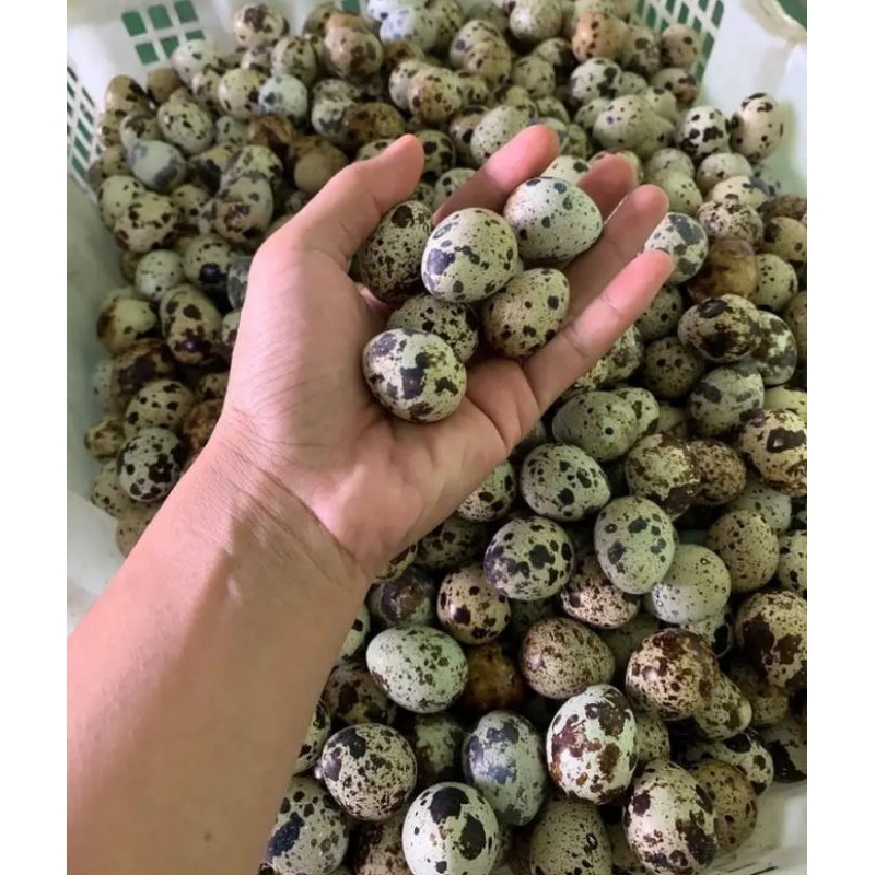 

TELUR PUYUH LOKAL PATI JAWATENGAH PER 100 BUTIR