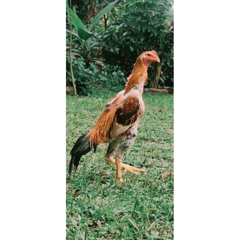 TELUR AYAM SHAMO TRICOLOR EROPA IMPORT