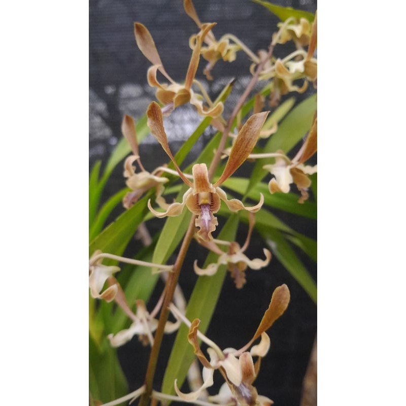 Dendrobium Ursula