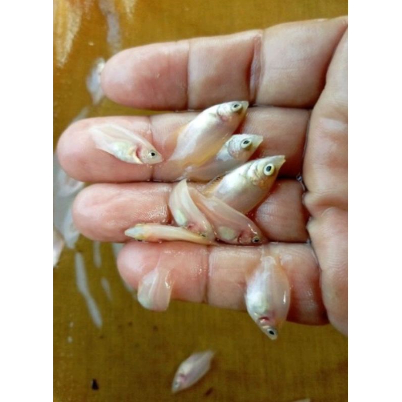 Bibit gurame padang/ ikan hias ukuran 2-4 cm isi 15