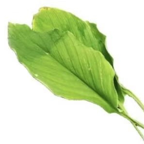 

Daun Kunyit isi 3 Lembar