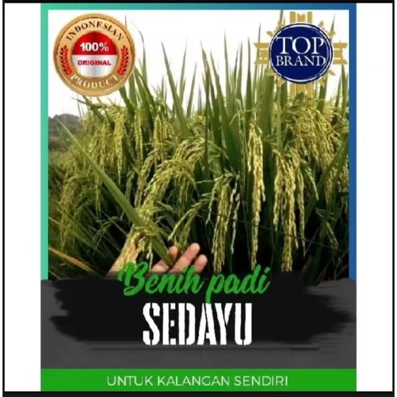 benih padi SEDAYU KEMASAN 5,KG