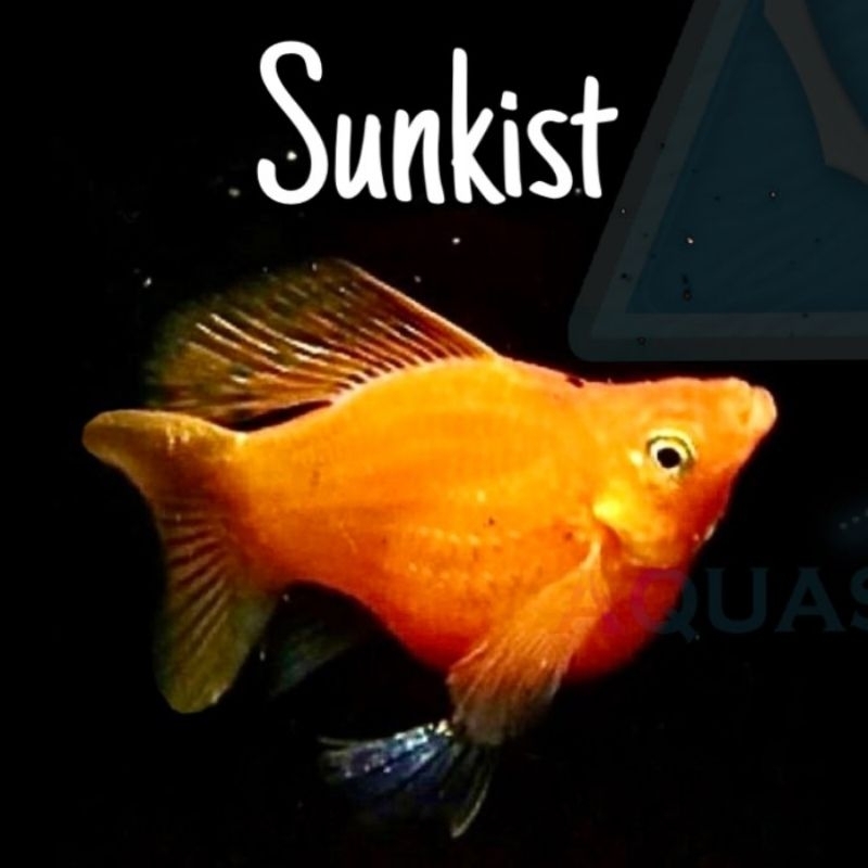 HIASAN AQUARIUM ikan Molly Balon Sunkist