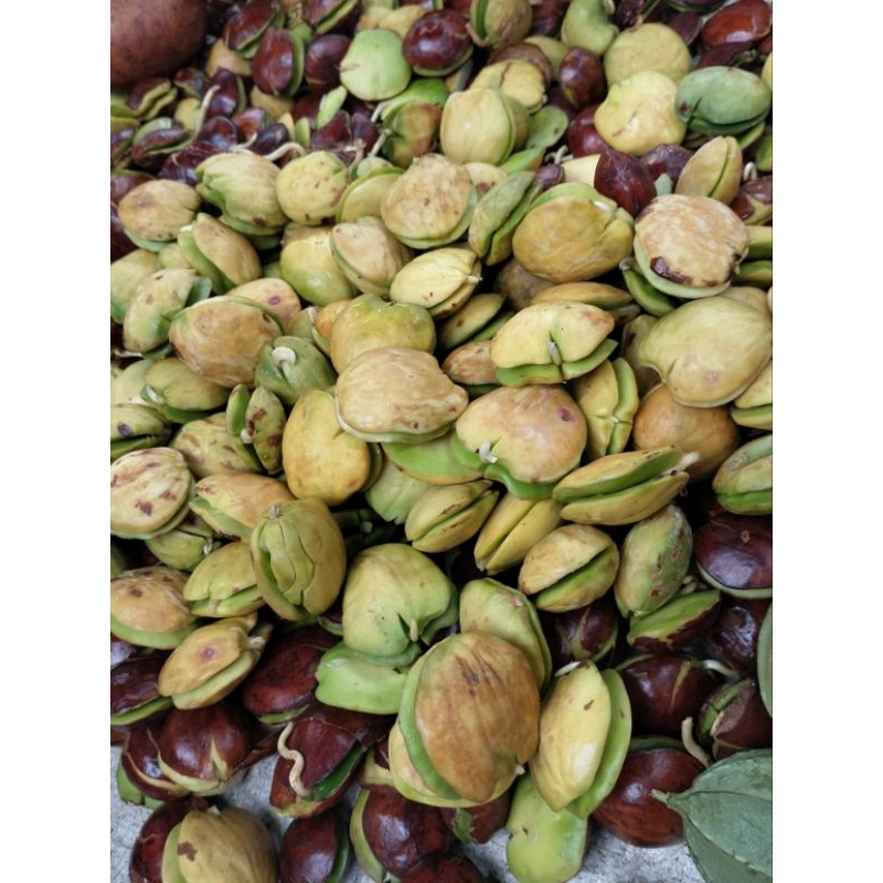 

1kg LAHANG JENGKOL TUA KUALITAS SUPER