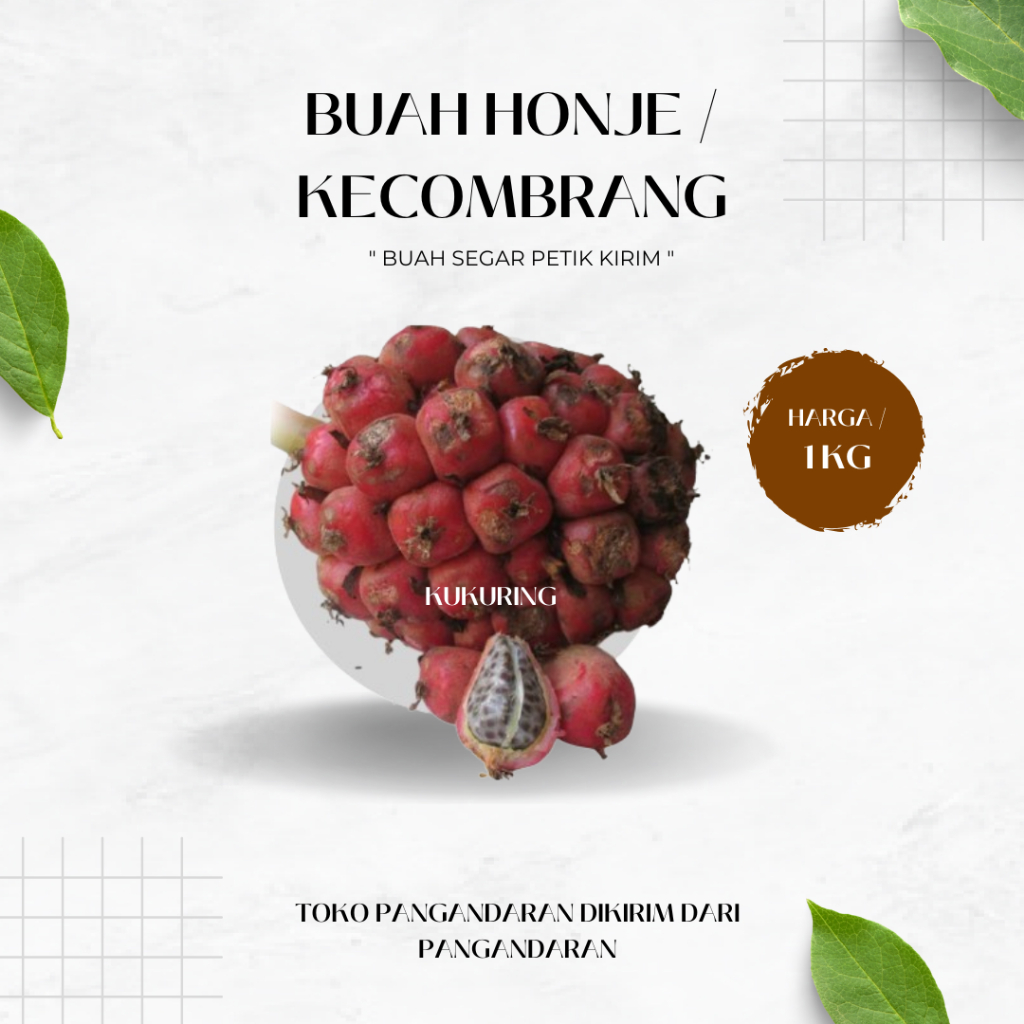 

KUKURING Buah Honje Pink 1 Kg Kecombrang Untuk Rujak Dan Bumbu
