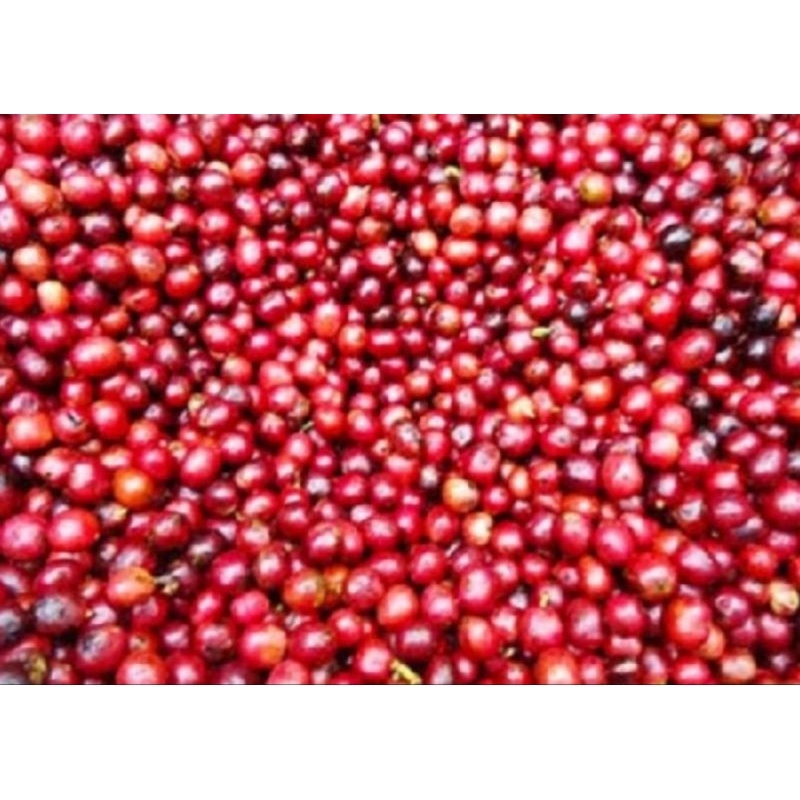 

biji merah kopi Arabika 1kg pilihan baru petik/cerry segar pilihan
