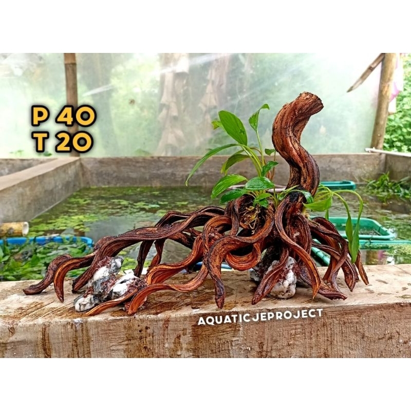 hardscape natural 40cm dekorasi aquarium aquascape