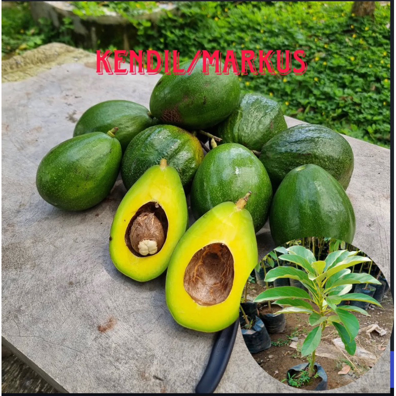 Bibit alpukat markus/kendil jumbo okulasi
