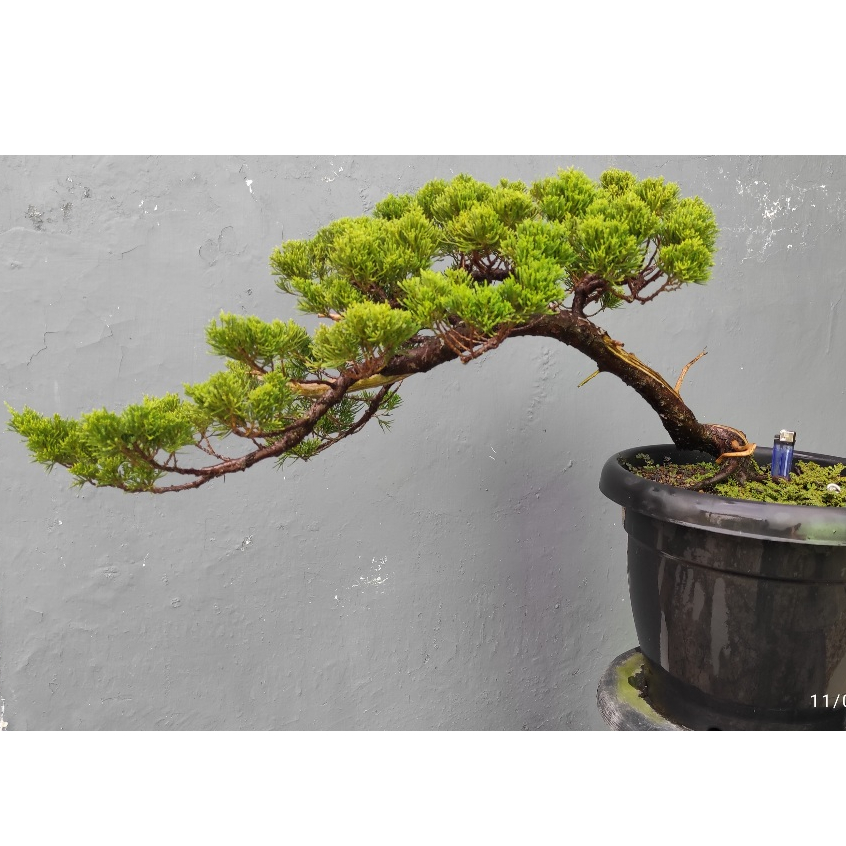 Bonsai Cemara Shinensis I sinensis