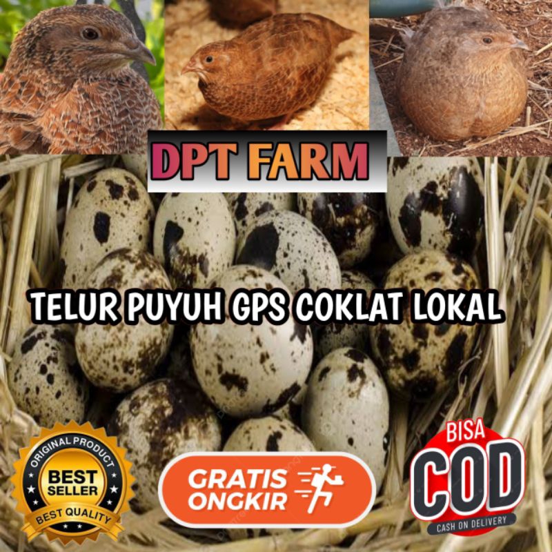 

TELUR PUYUH GPS COKLAT LOKAL UNTUK DI TETASKAN